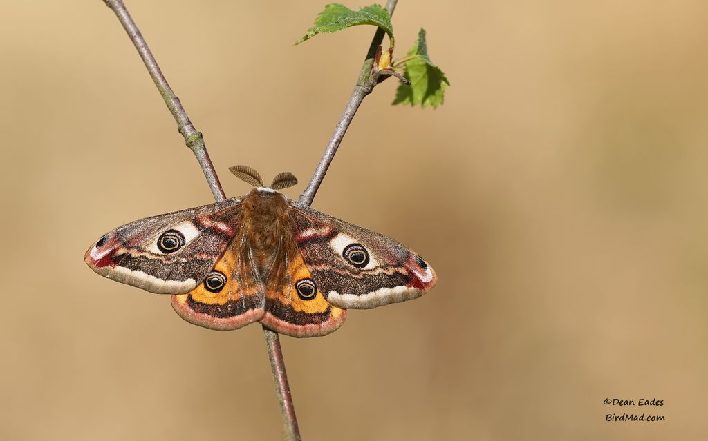 Emperor Moth