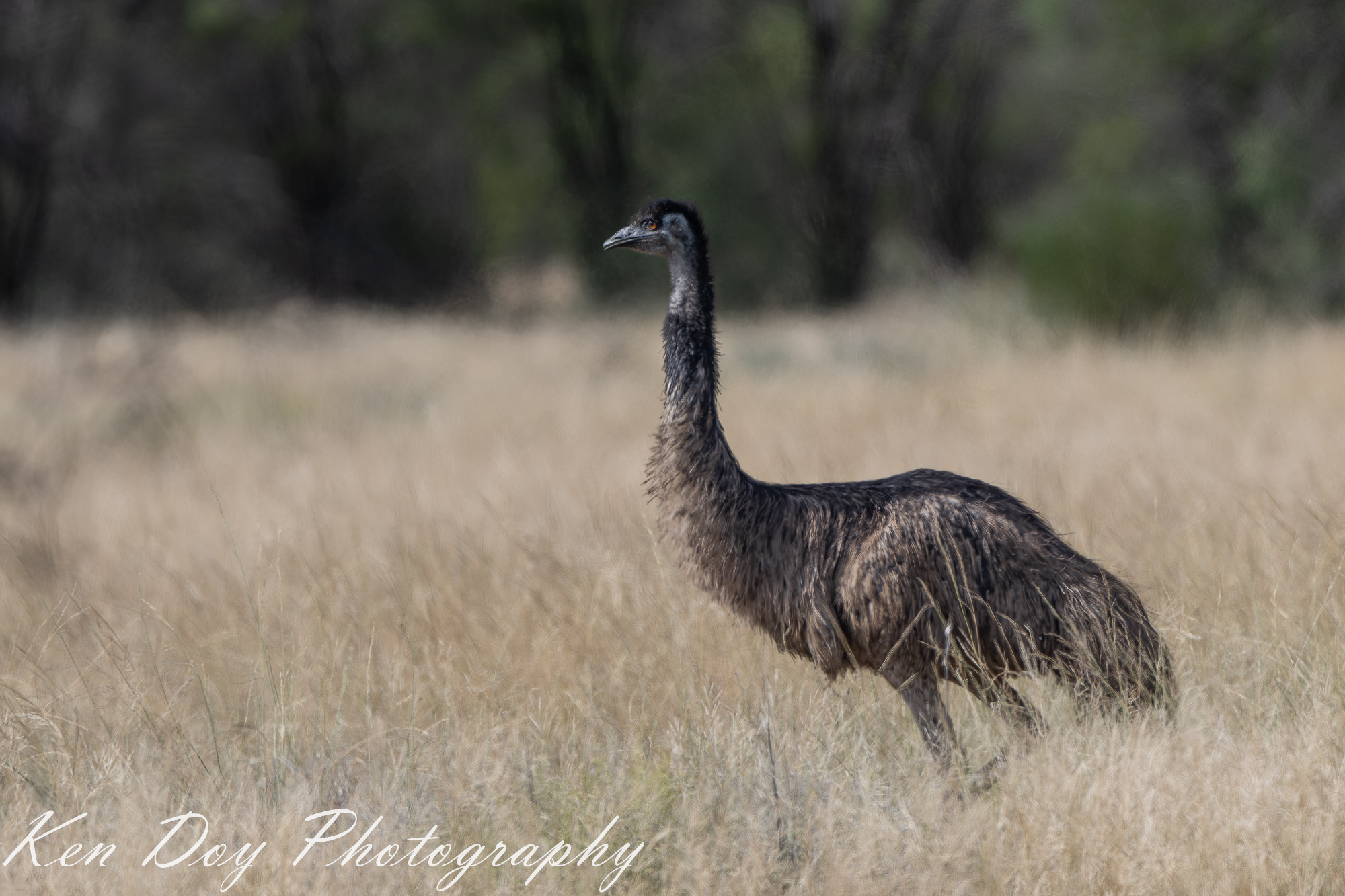 Emu.