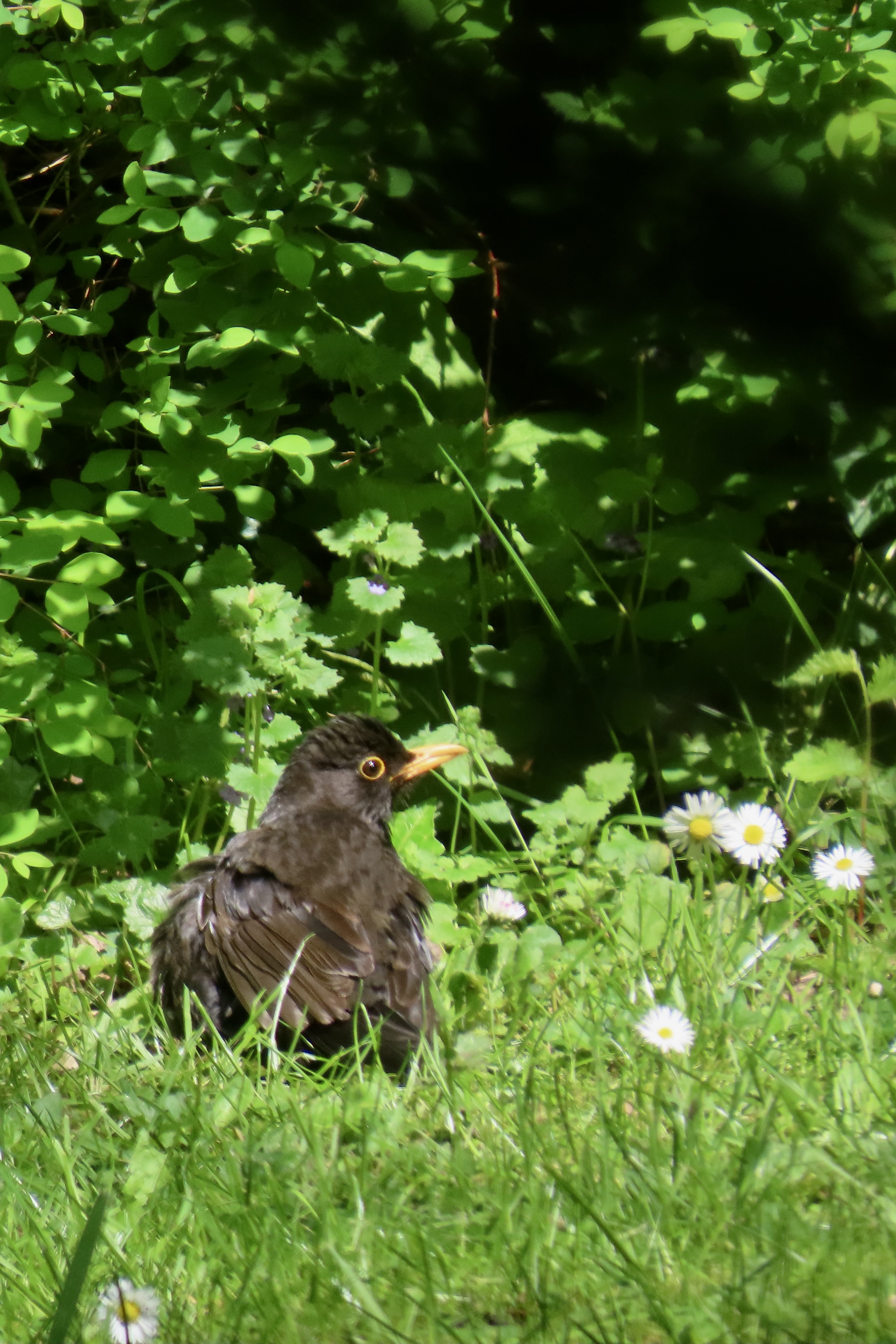 Enjoying the sunshine