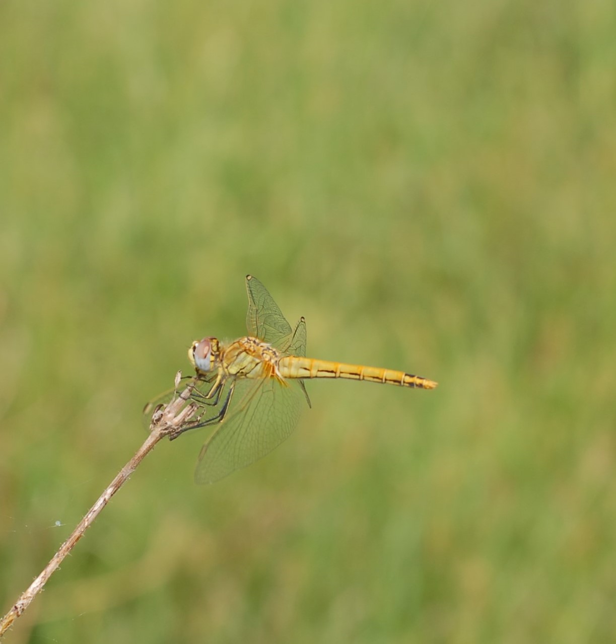 equilibrista