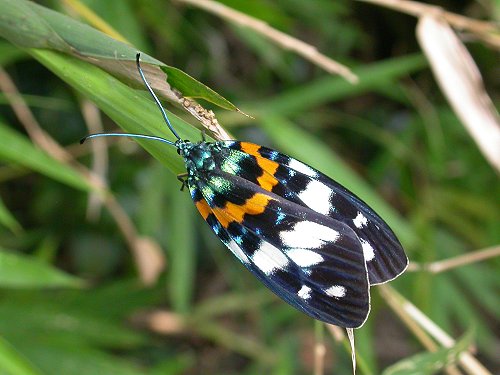 Erasmia pulchella