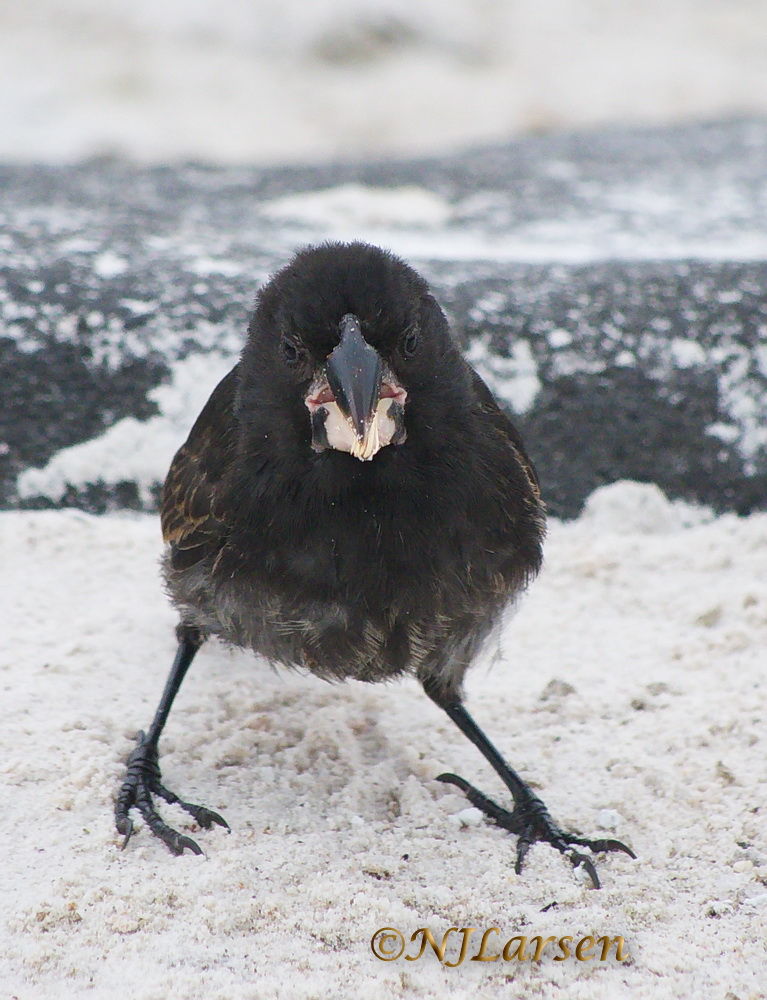 Espanola Ground Finch