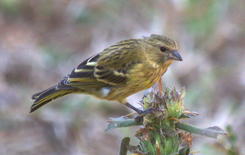 Ethiopian (Black-headed) Siskin (Female)