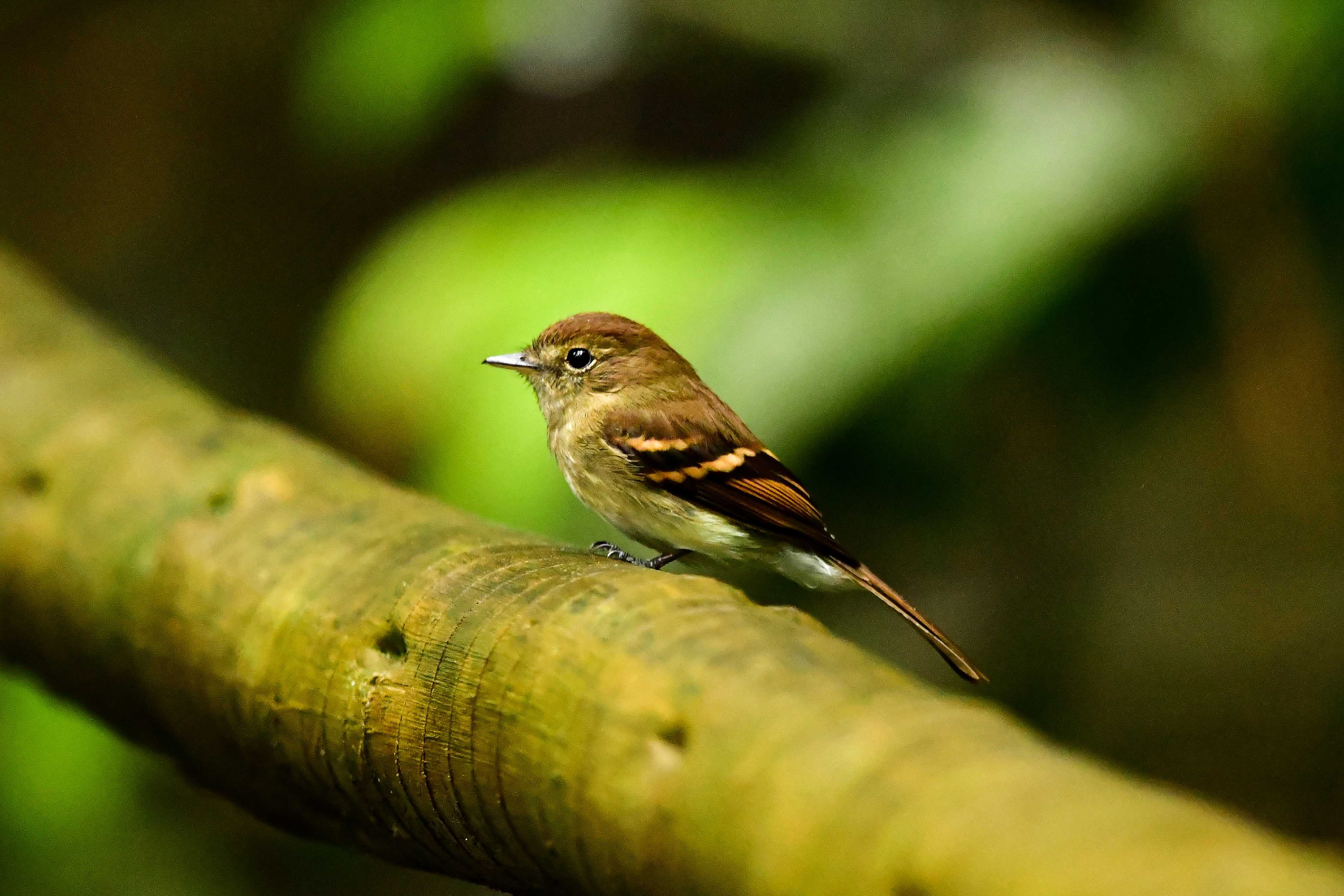 Euler's Flycatcher