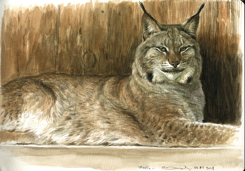 Eurasia lynx life study