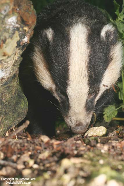 Eurasian Badger