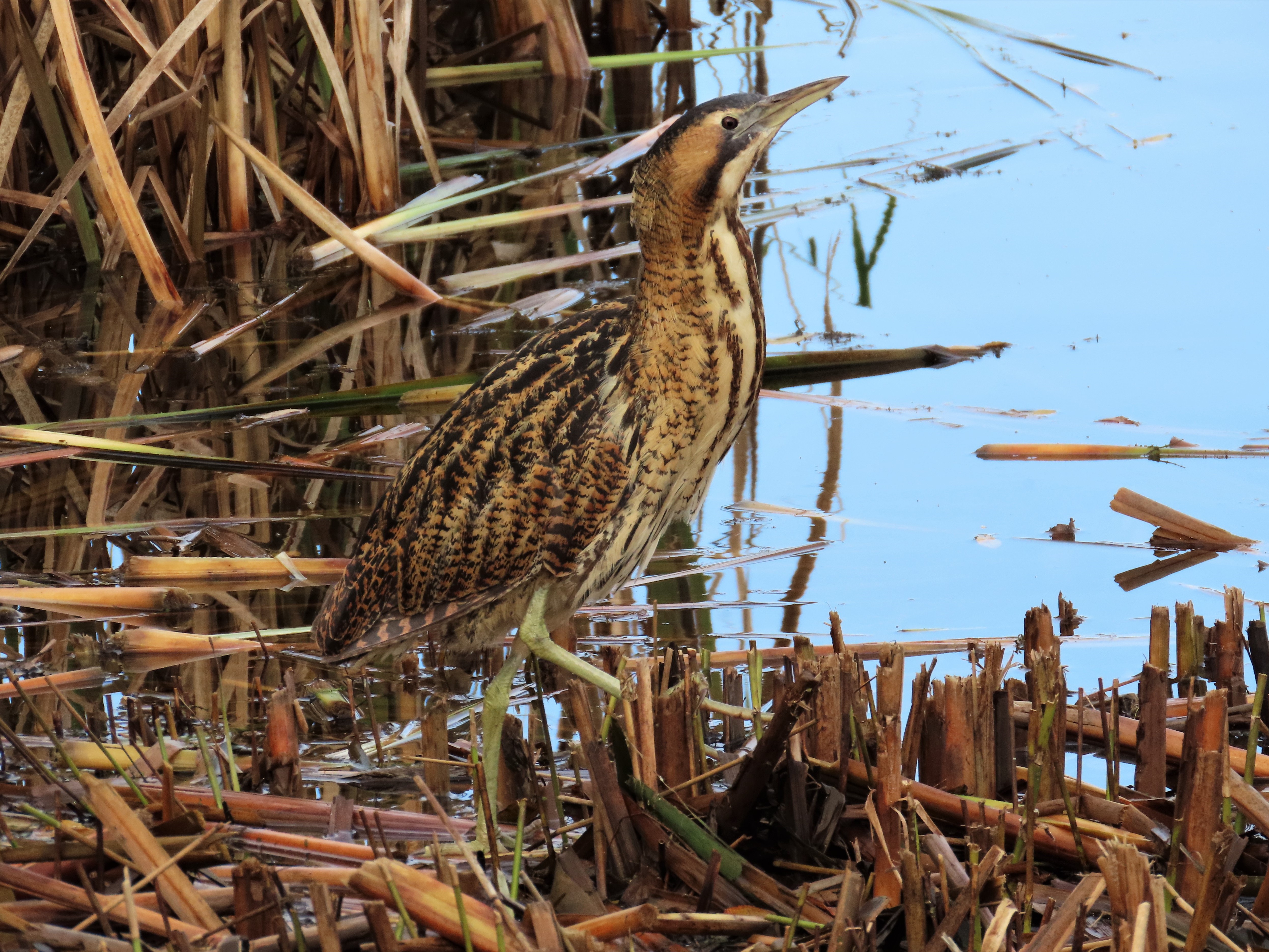 Eurasian Bittern