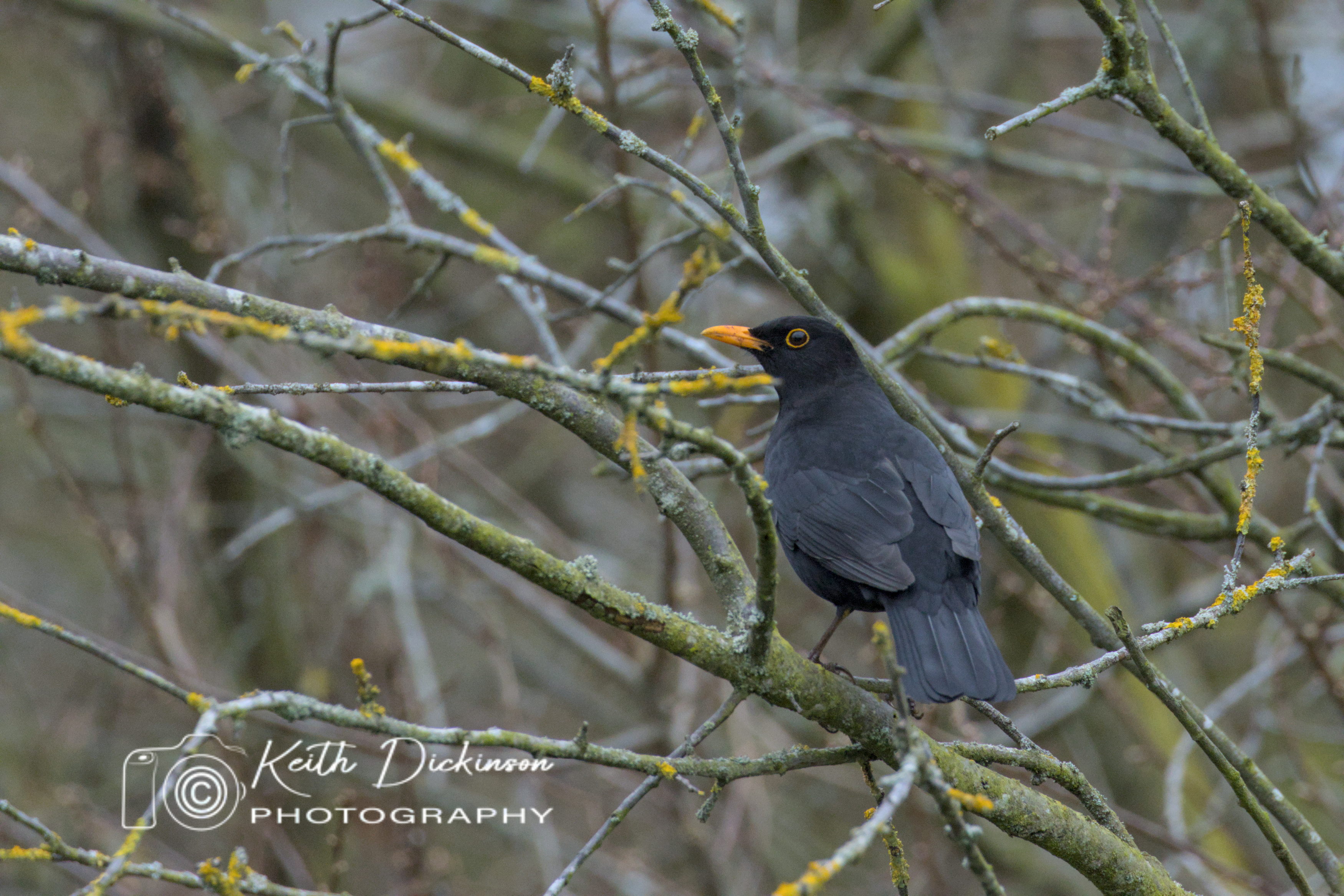 Eurasian Blackbird