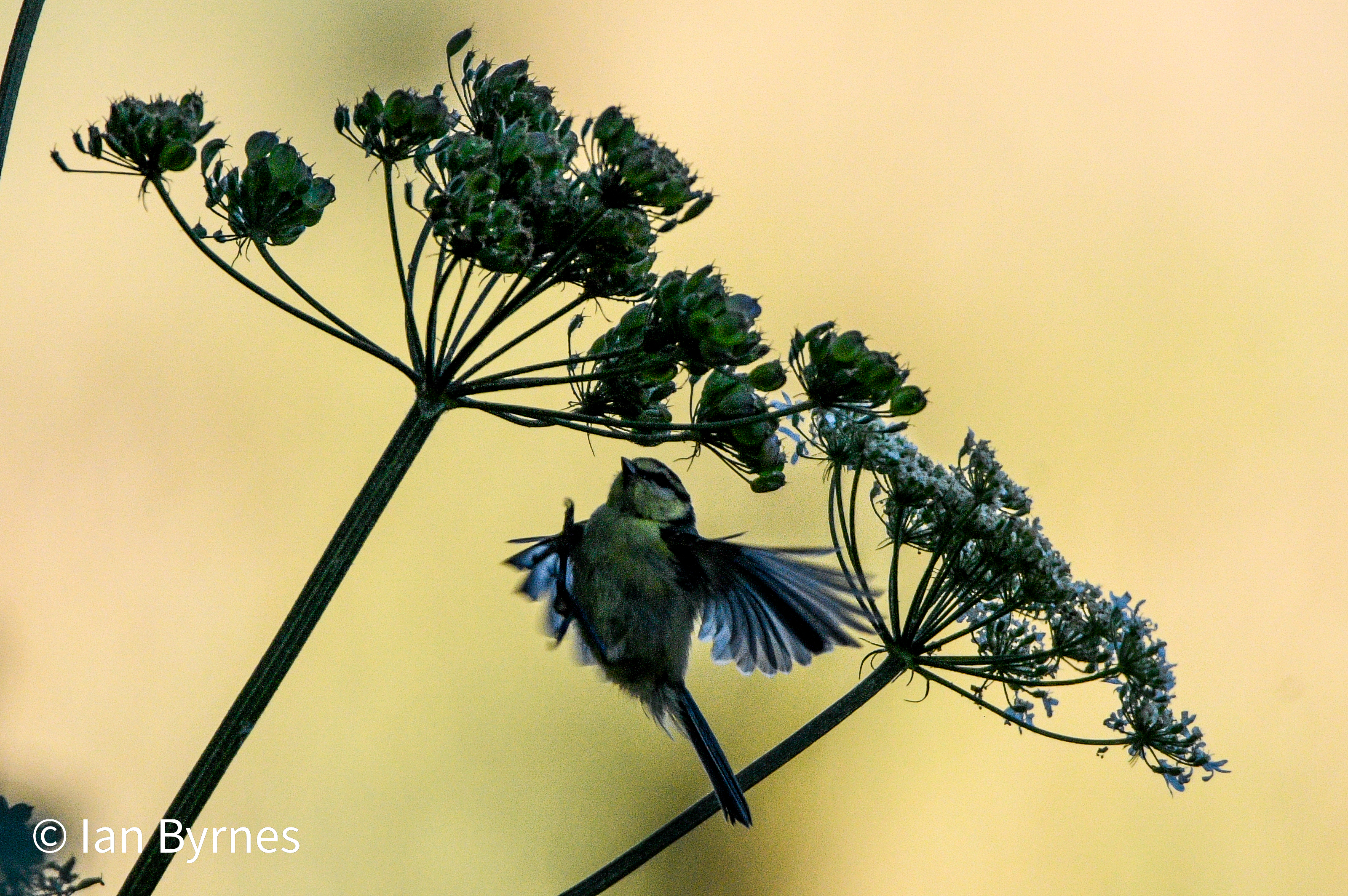 Eurasian Blue Tit - Cyanistes caeruleus