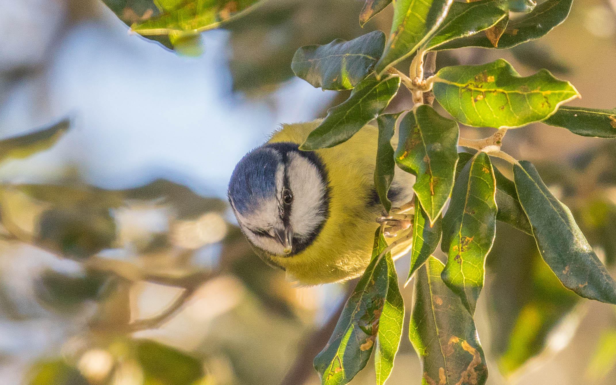 (Eurasian) Blue Tit