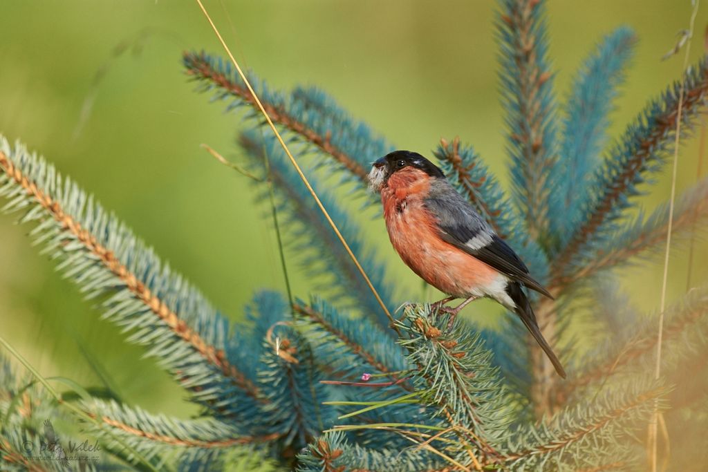 Eurasian bullfinch