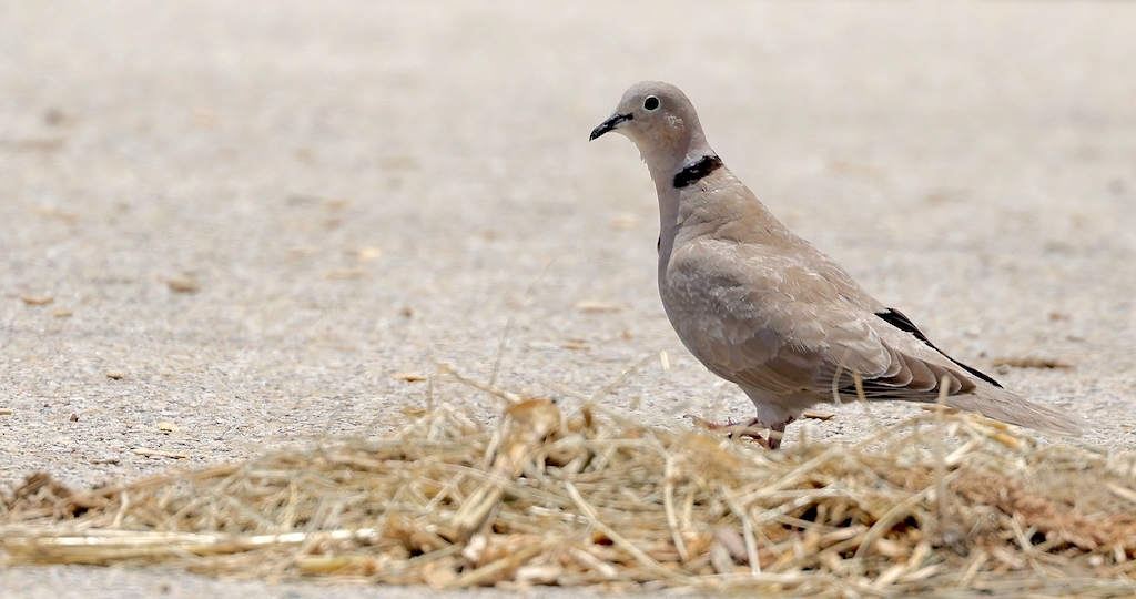 Eurasian Collared Dove.jpg