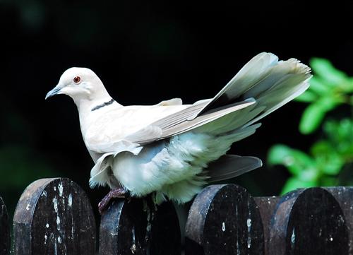 Eurasian Collared-Dove		