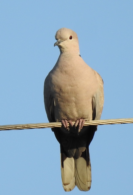 Eurasian Collared Dove