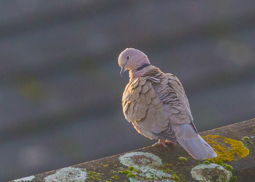 Eurasian Collared Dove