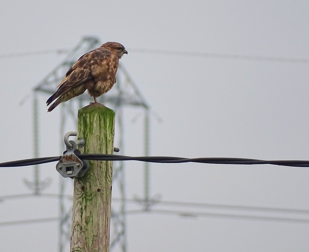 Eurasian Common Buzzard