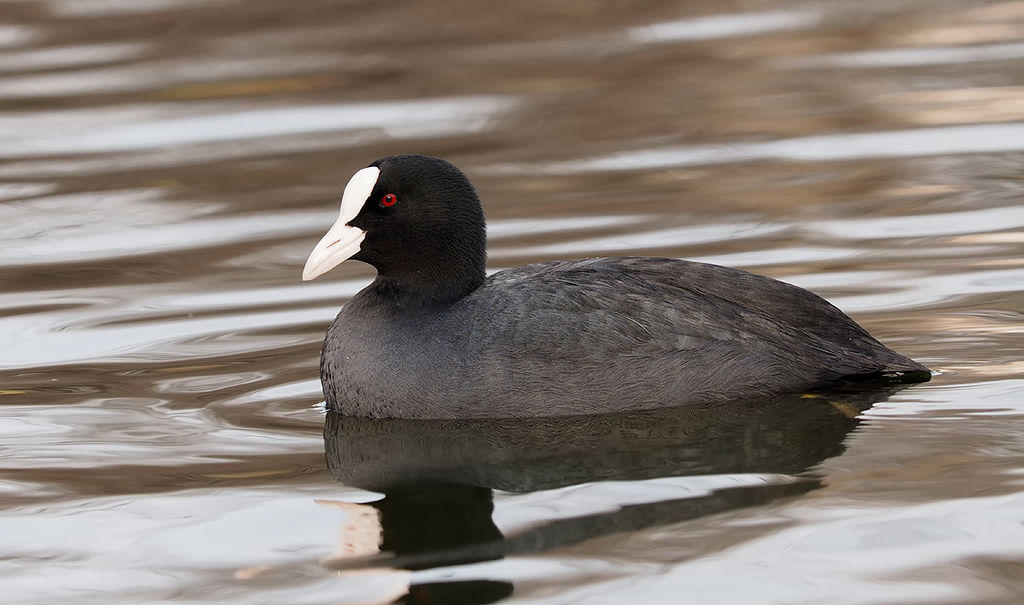 Eurasian Coot