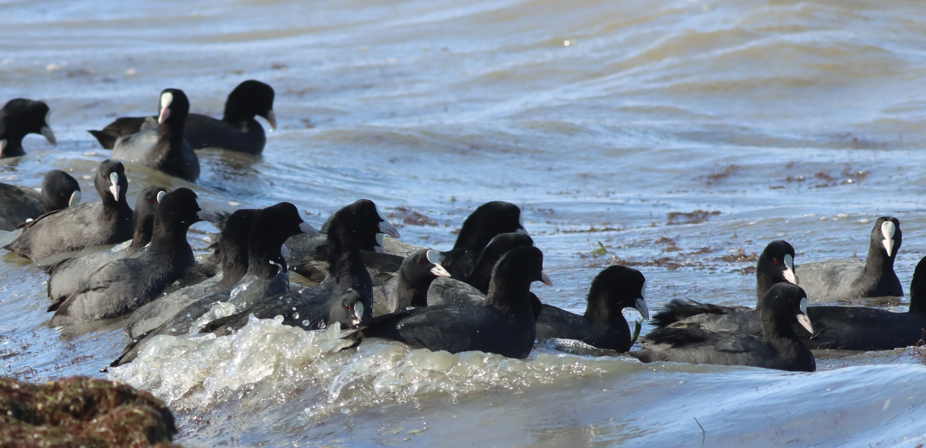 eurasian coot