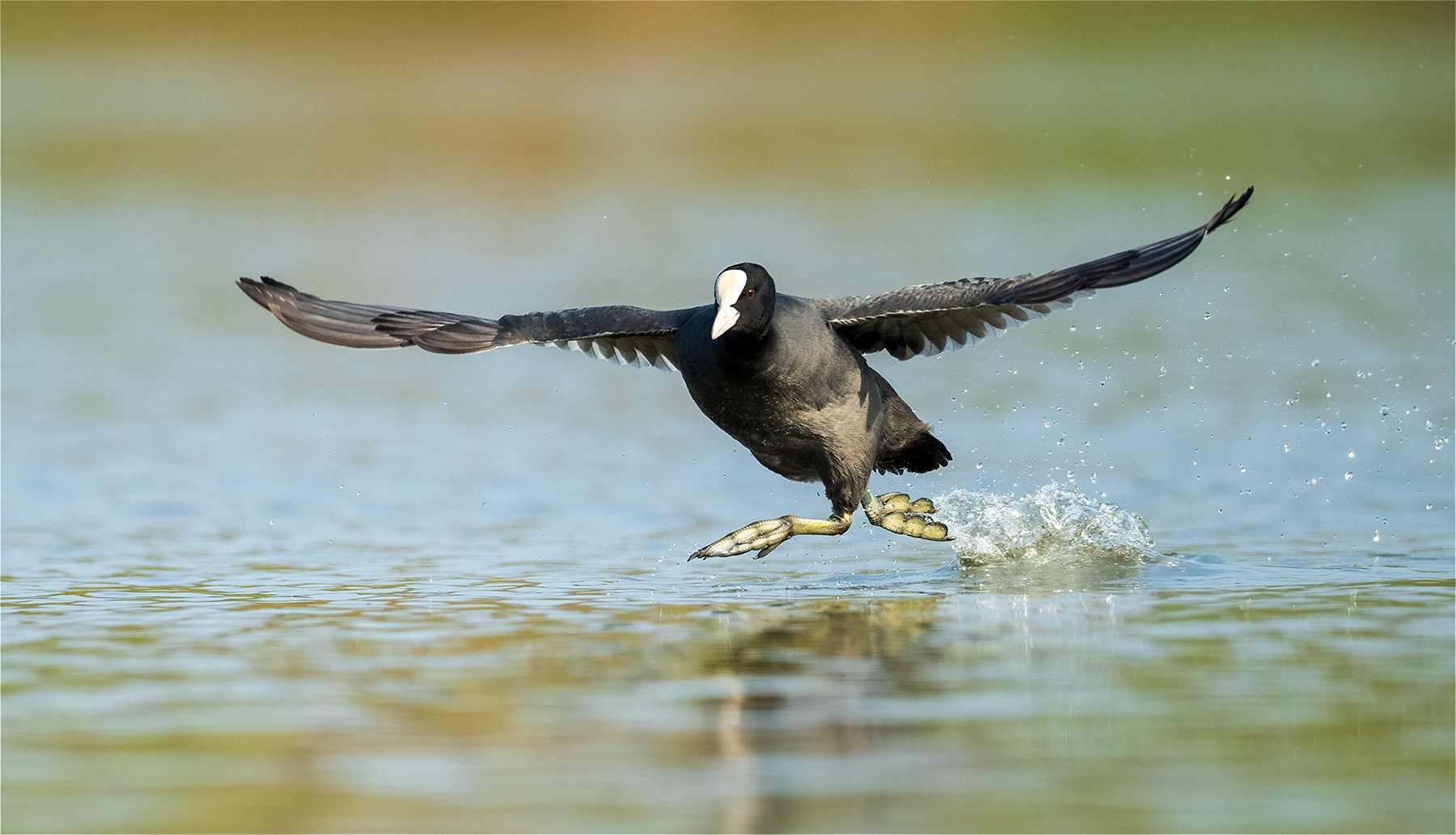 Eurasian Coot