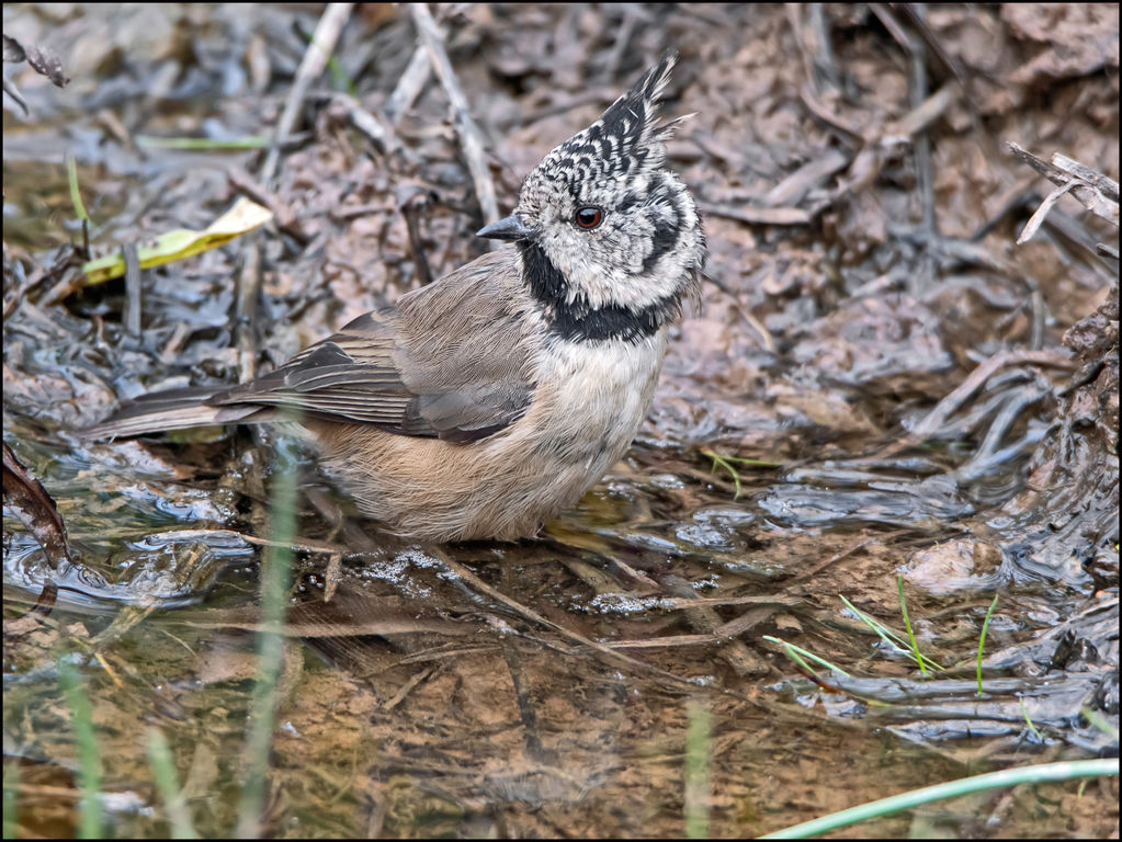 Eurasian Crested Tit