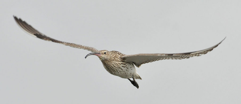 Eurasian Curlew in flight