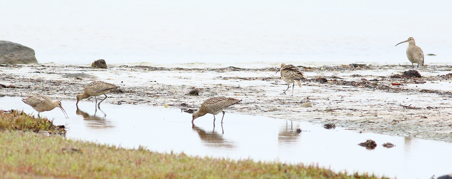 Eurasian curlew
