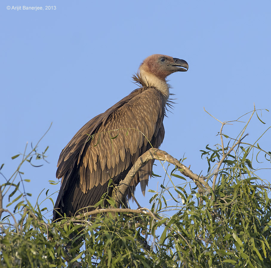 Eurasian Griffon