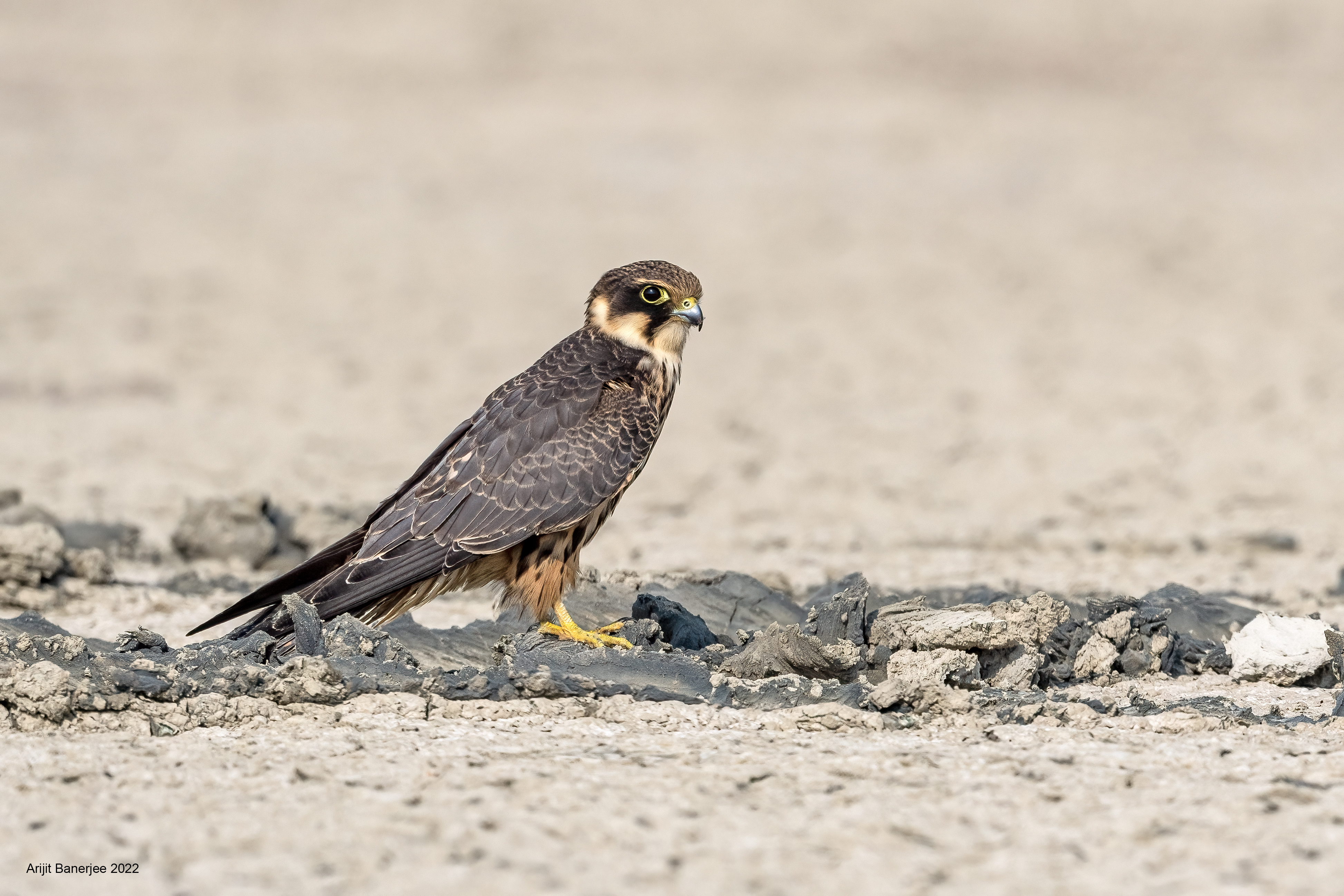 Eurasian Hobby