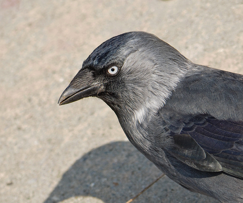 Eurasian Jackdaw