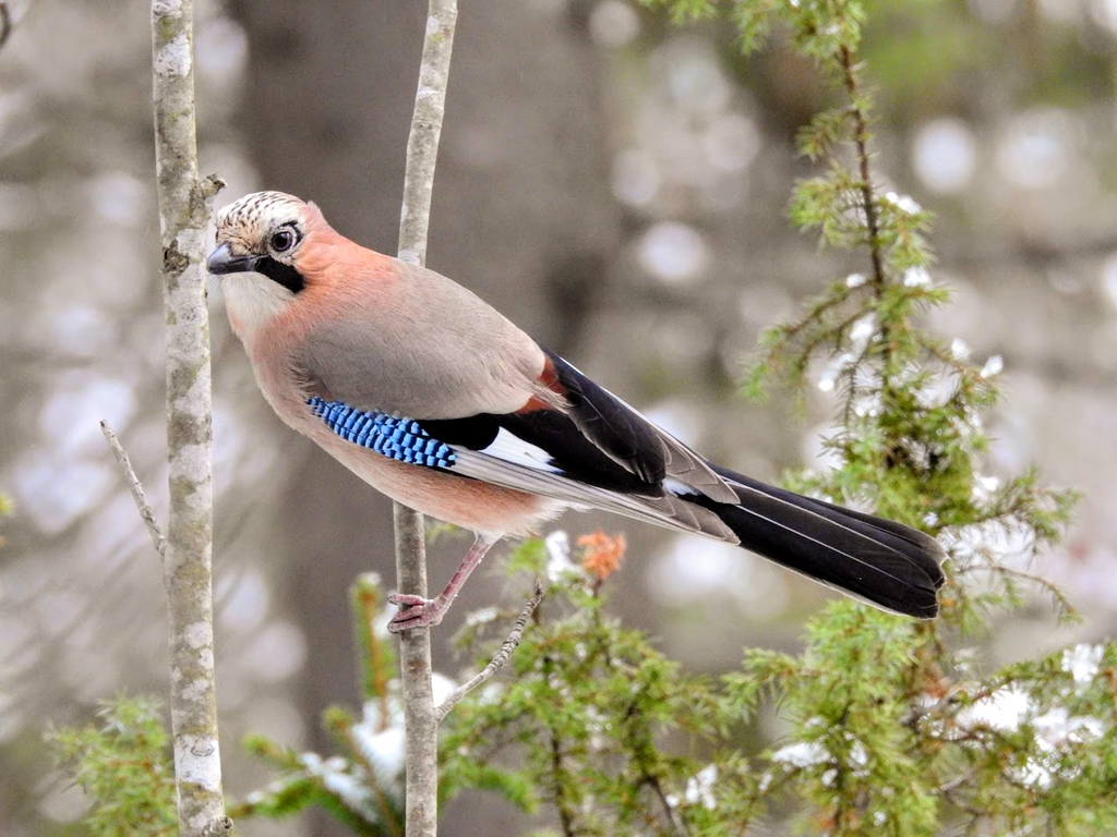 Eurasian jay