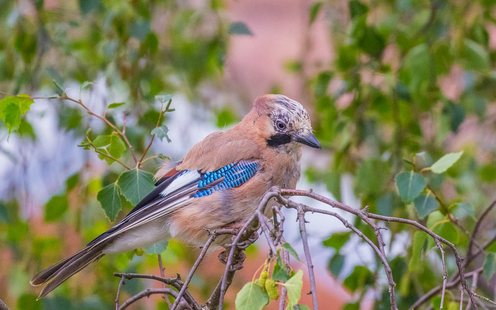 Eurasian Jay