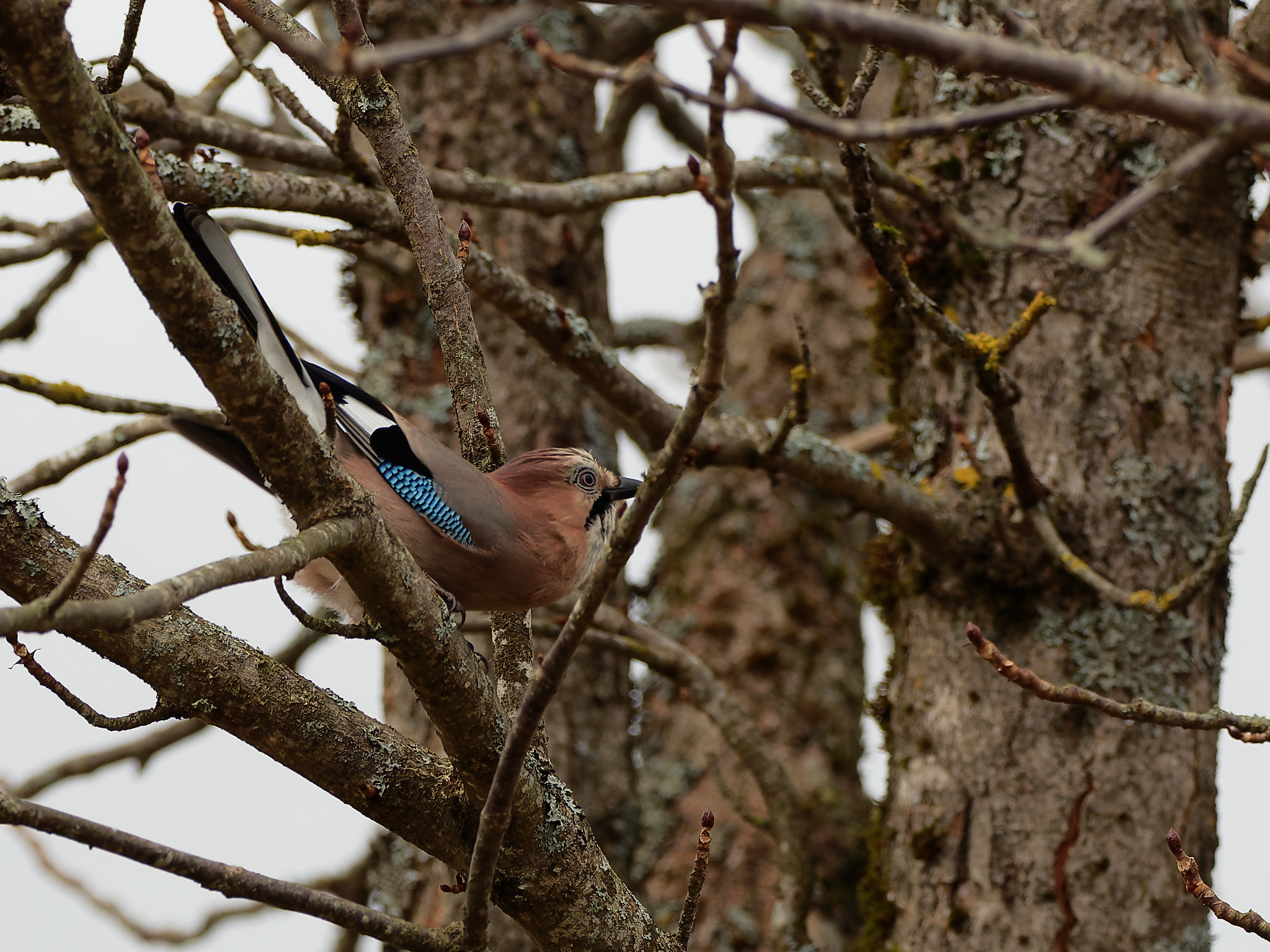 Eurasian jay