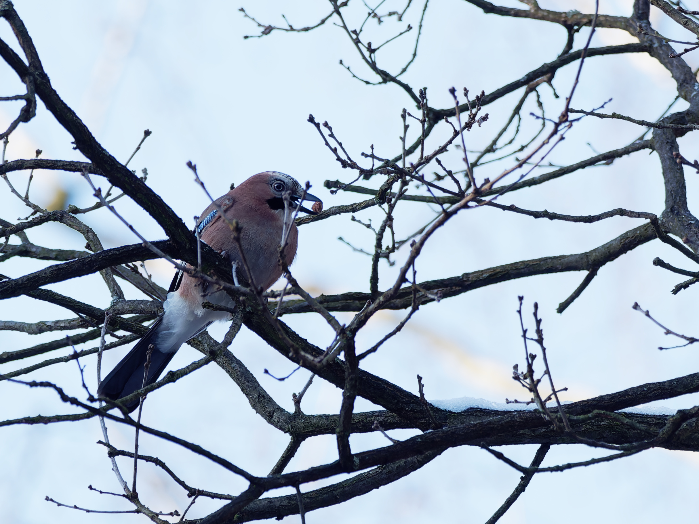 Eurasian jay