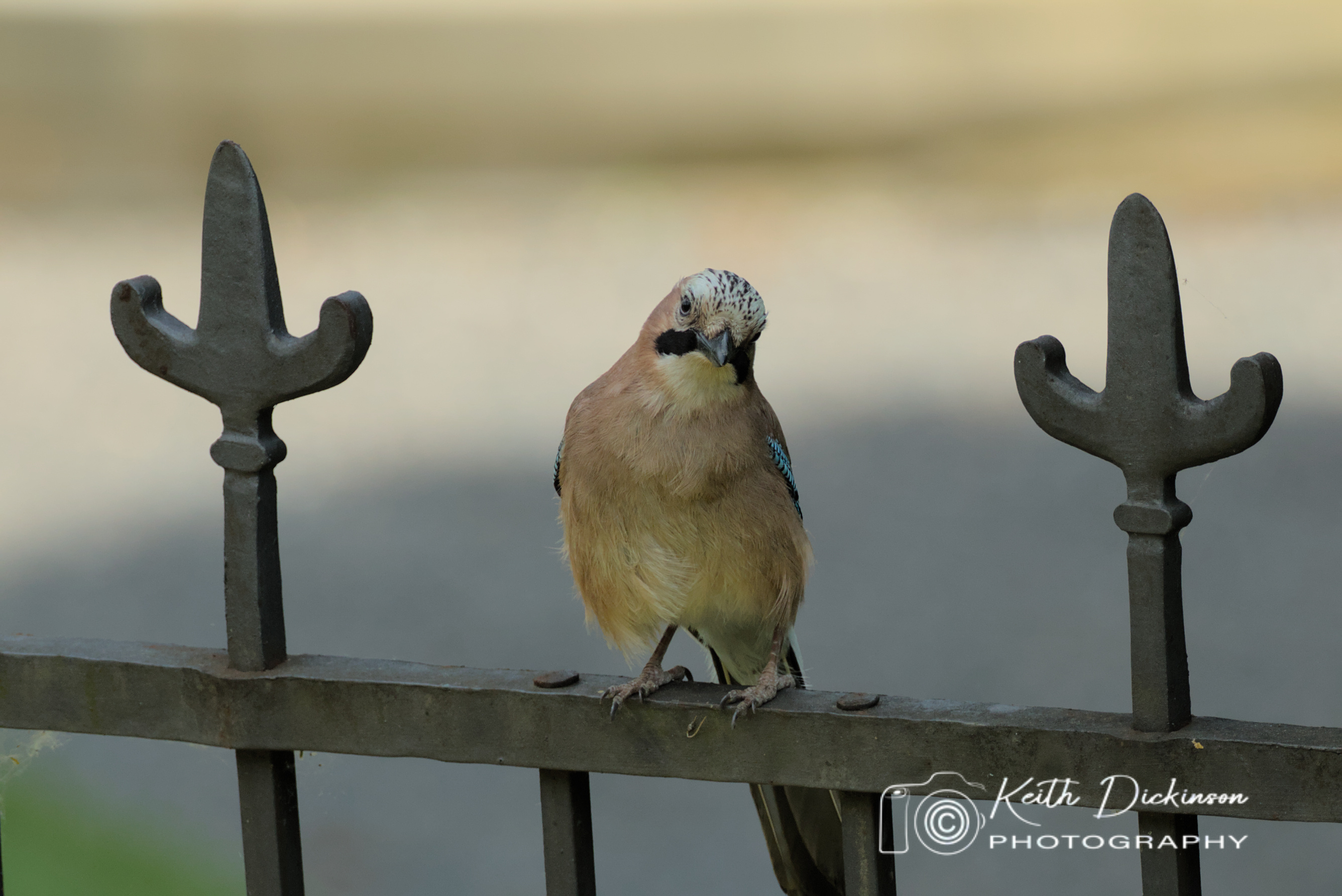 Eurasian Jay