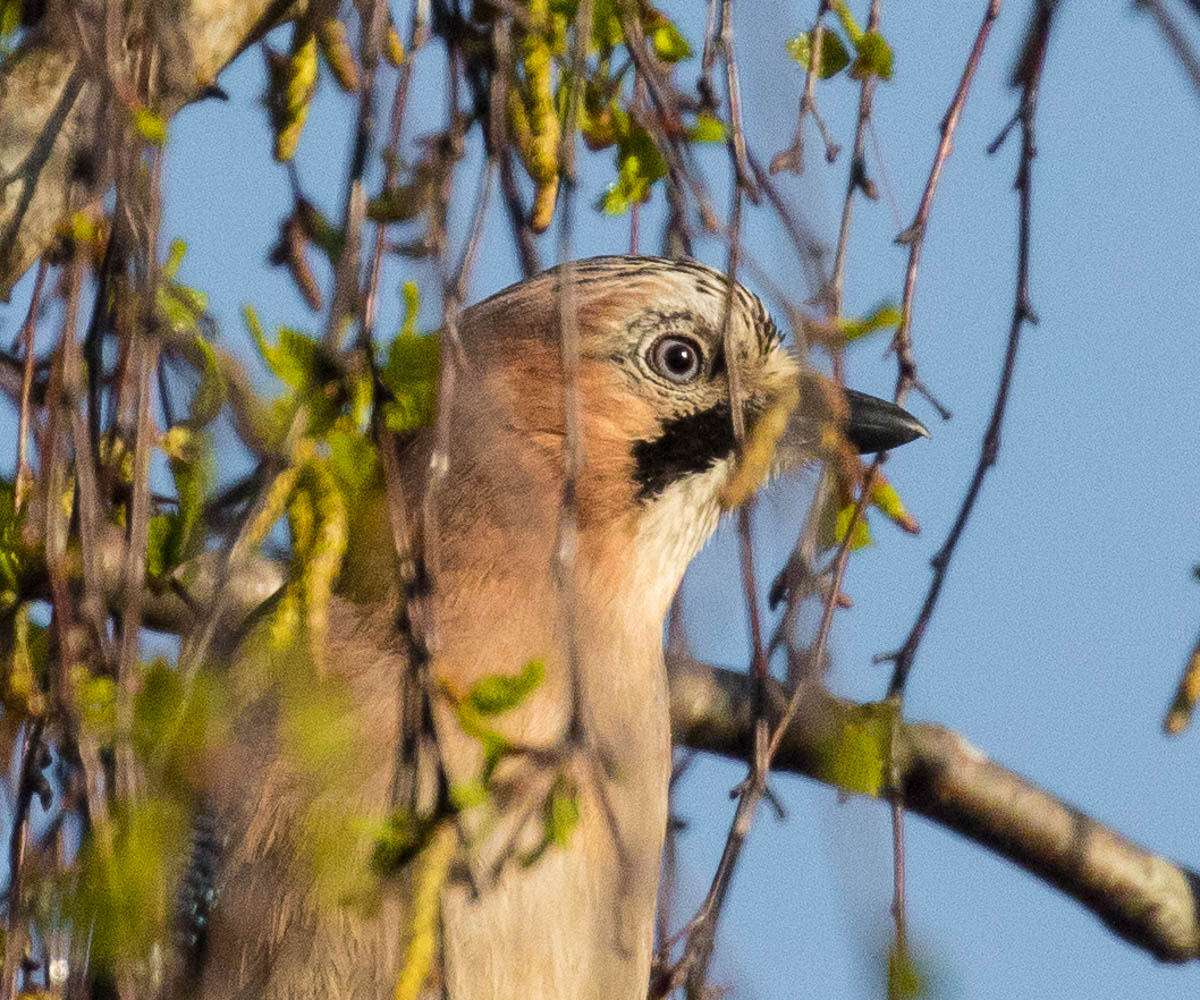 Eurasian Jay