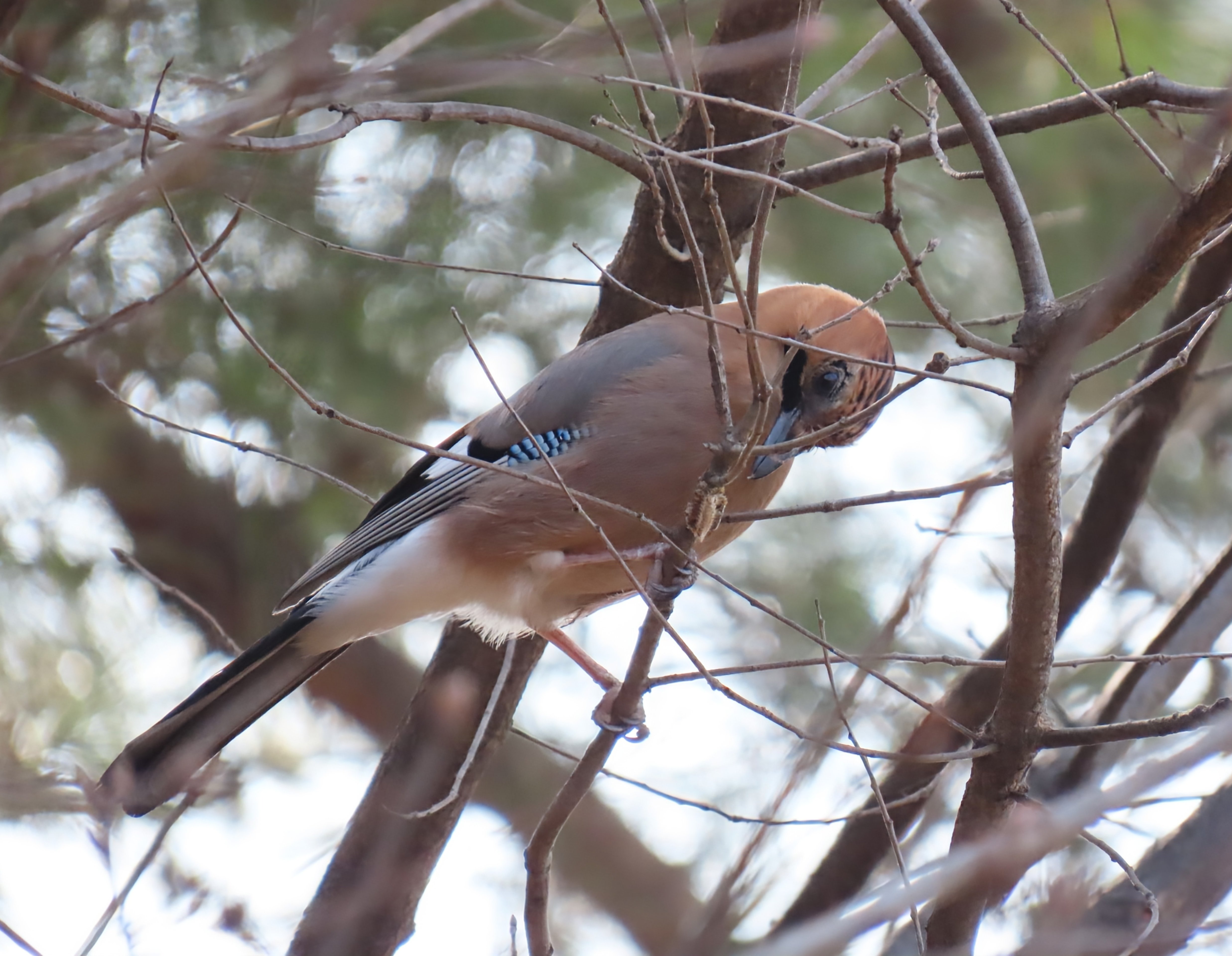 Eurasian jay