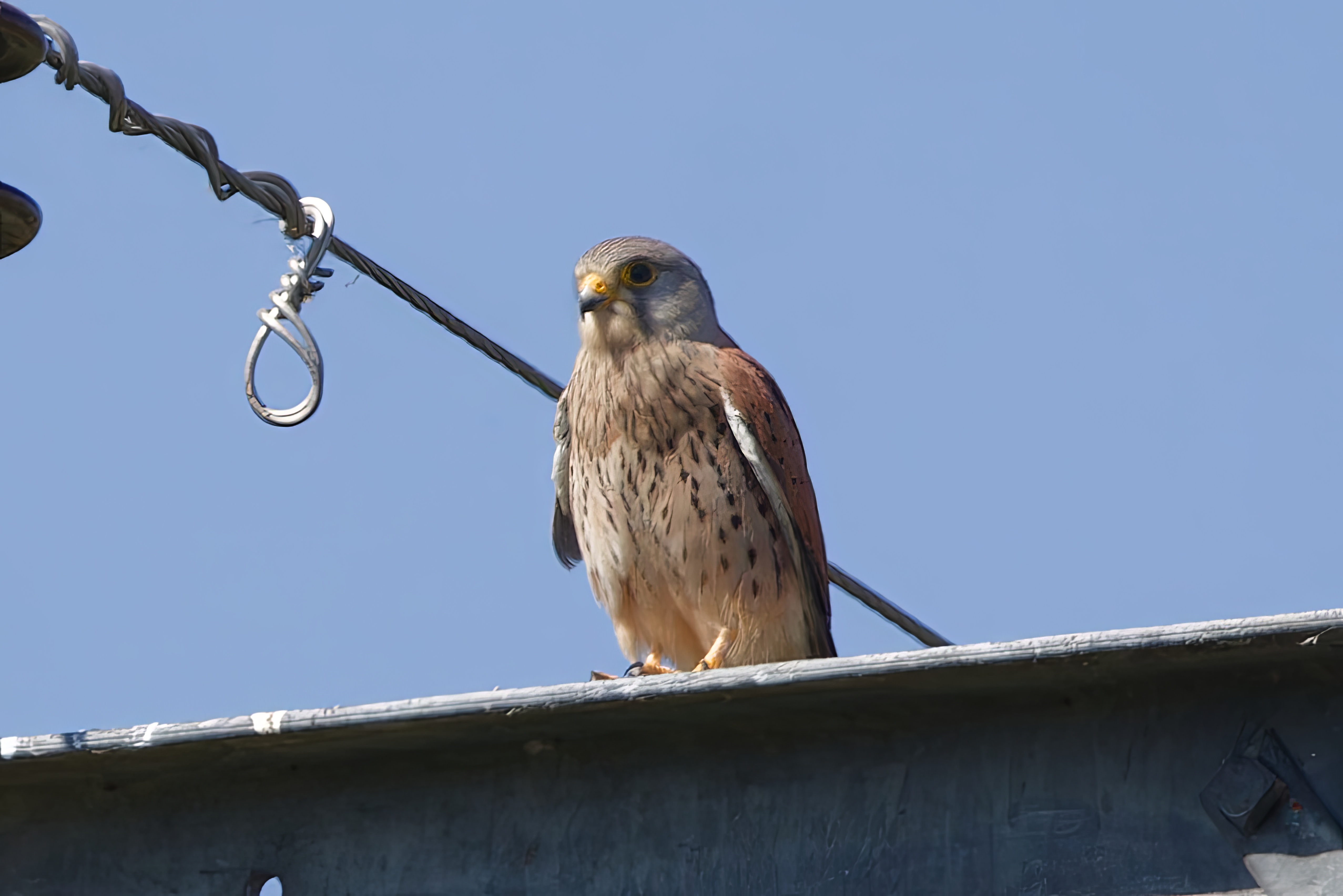 Eurasian Kestrel