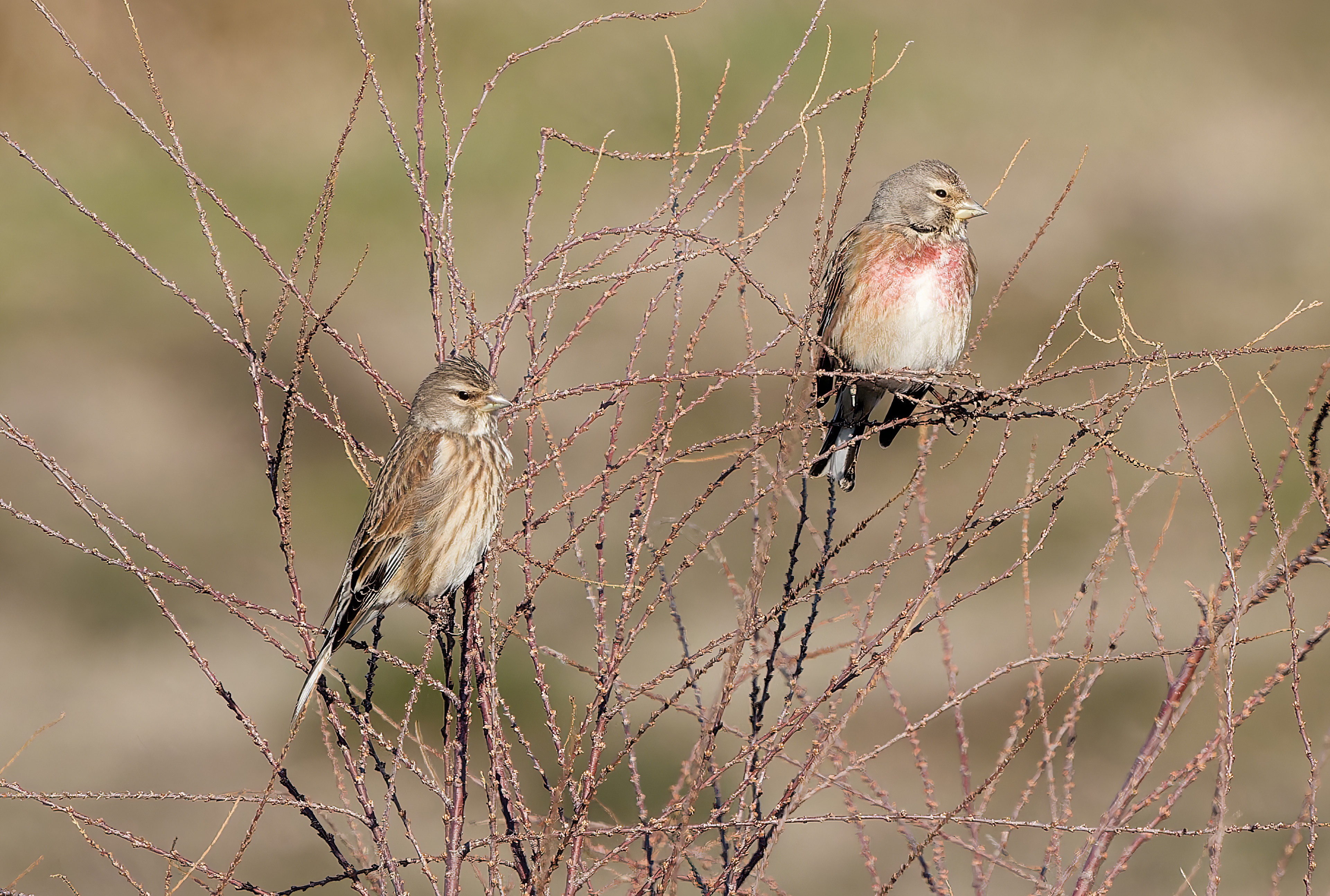 Eurasian Linnet