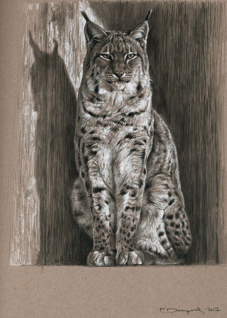 Eurasian lynx study