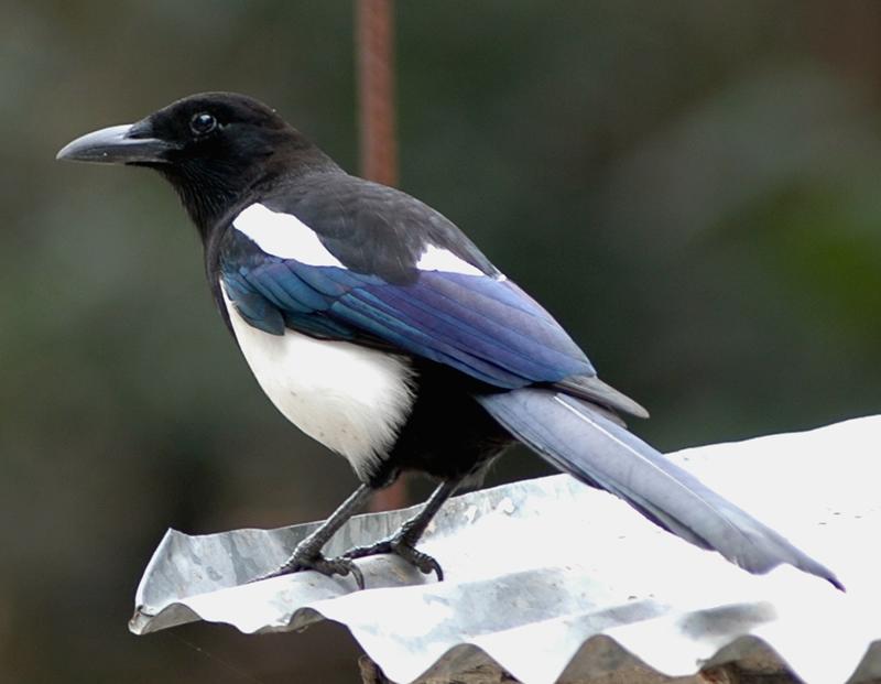 Eurasian Magpie