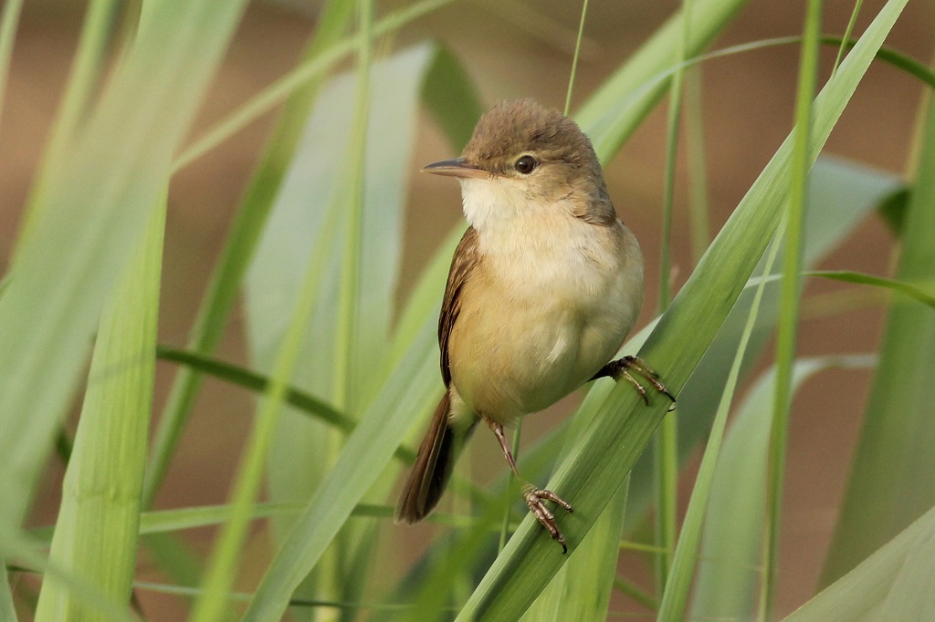 eurasian reed warbler