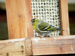 Eurasian Siskin