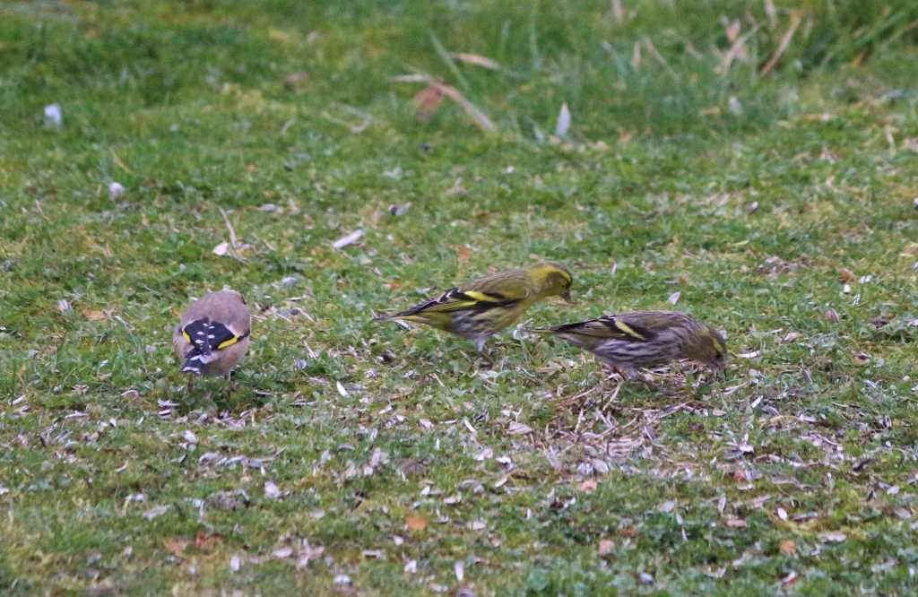 Eurasian Siskin