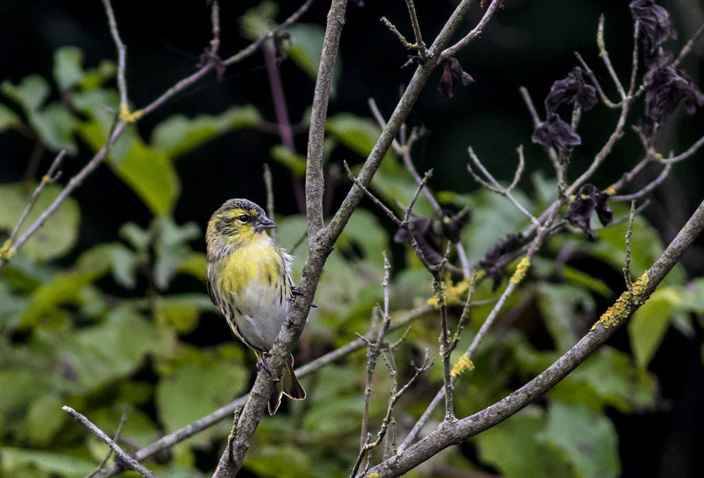 Eurasian Siskin