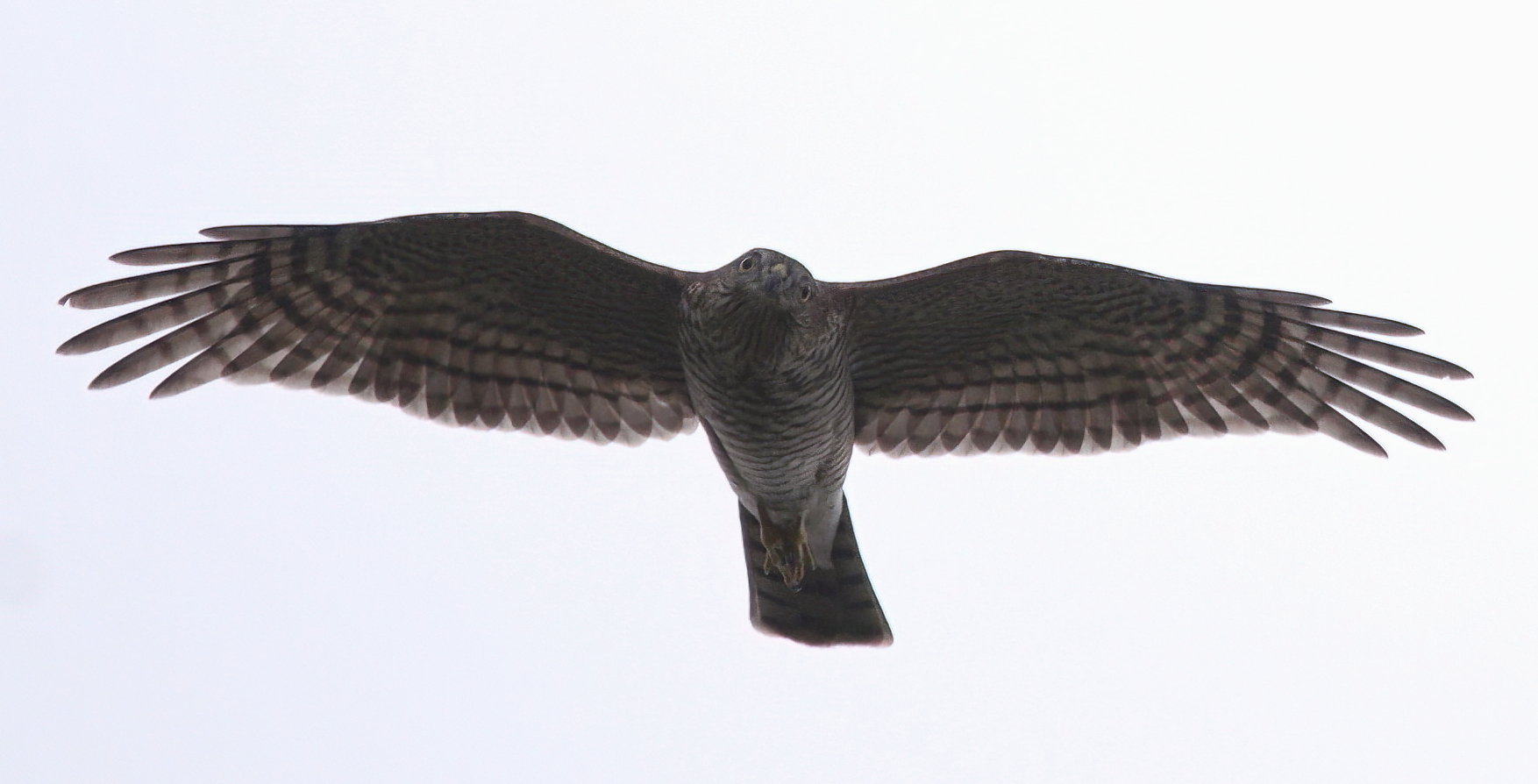 Eurasian sparrowhawk