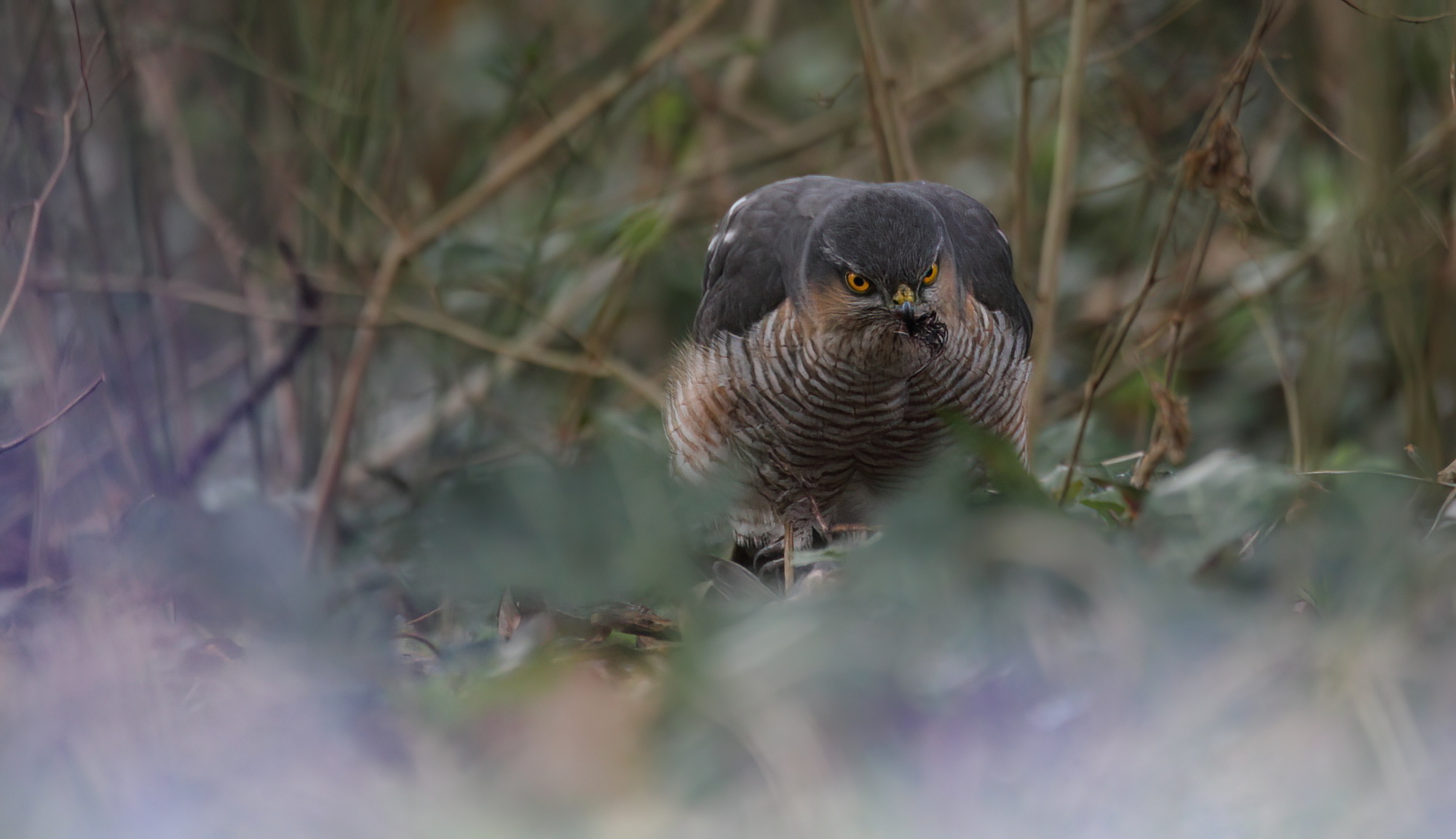 Eurasian sparrowhawk