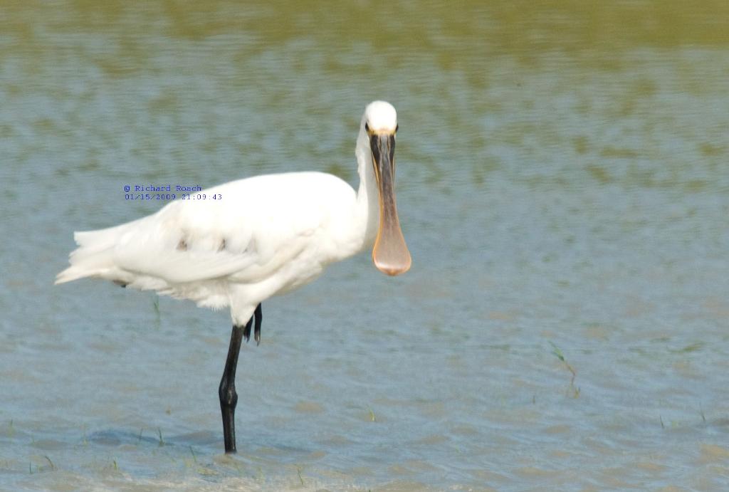 Eurasian Spoonbill