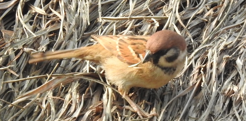 Eurasian Tree Sparrow