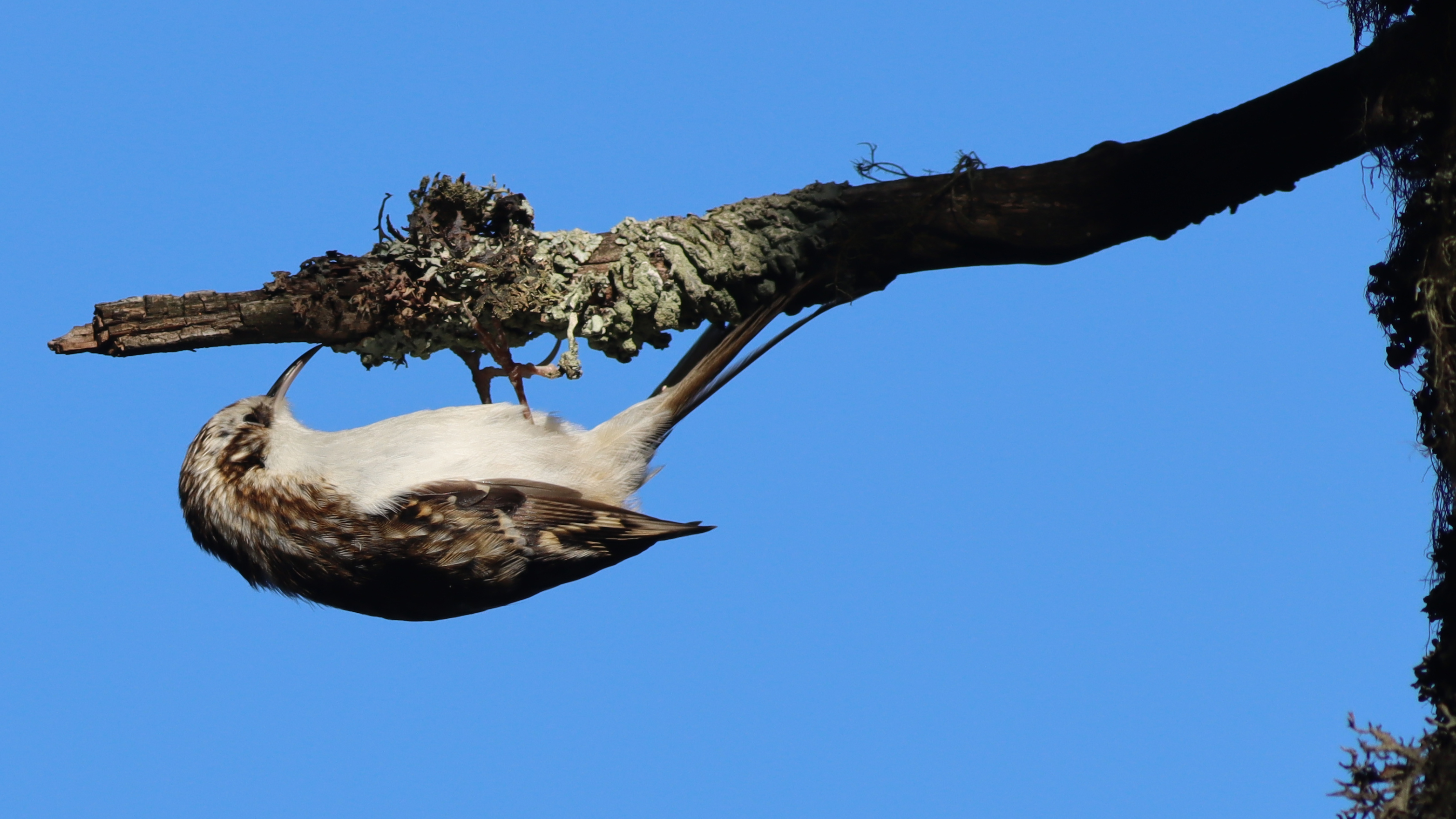 eurasian treecreeper