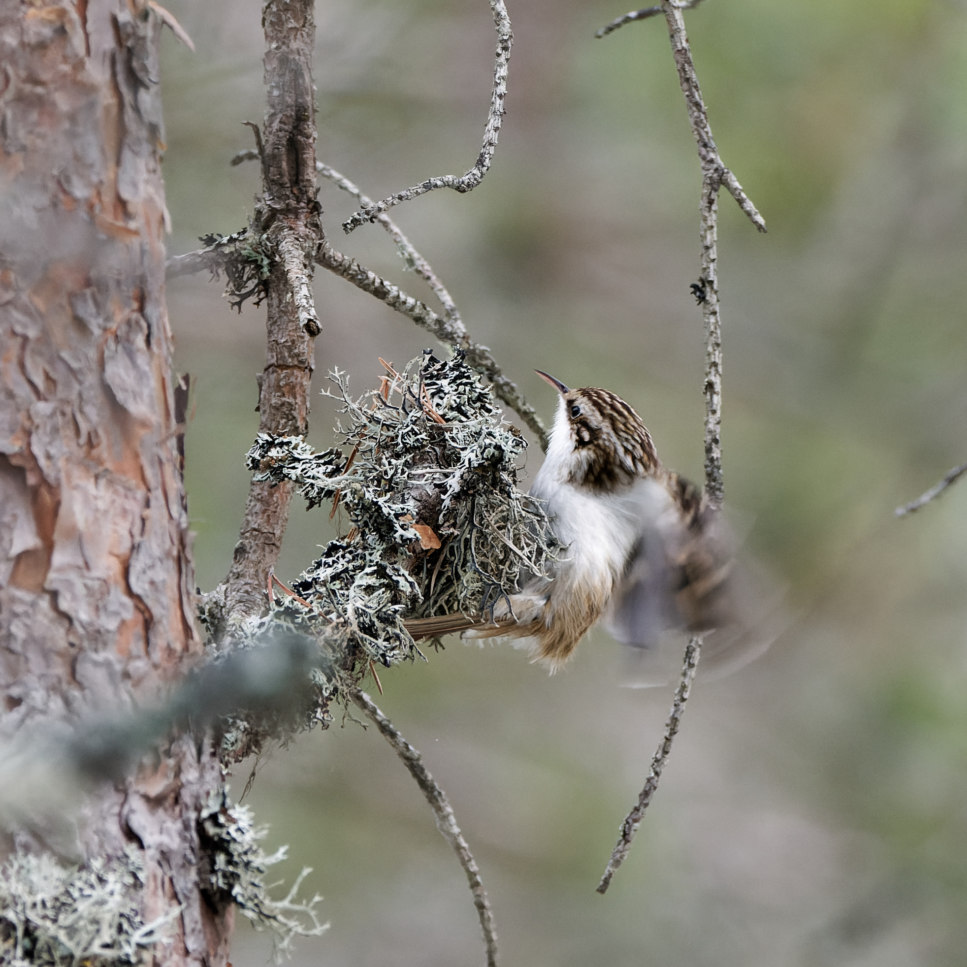Eurasian treecreeper